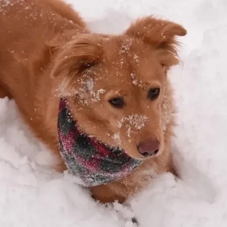 Защита собак от клещей: советы ветеринара Михаила Шелякова